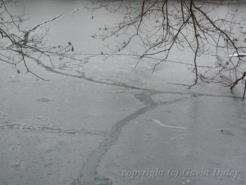 Ice patterns, Winter, Hampstead Heath P1070580.JPG
